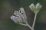 Pale Indian plantain